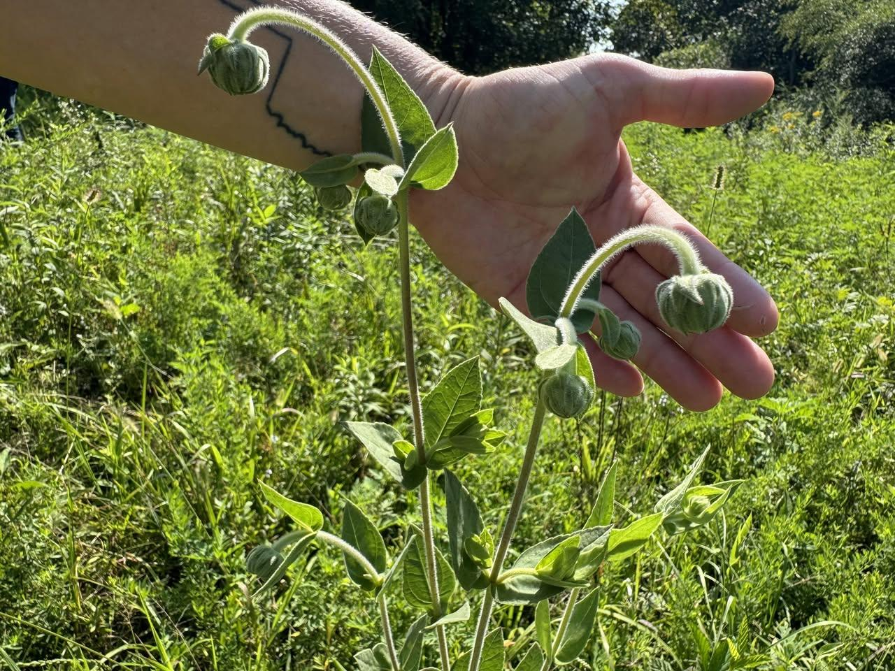 Whorled rosinweed