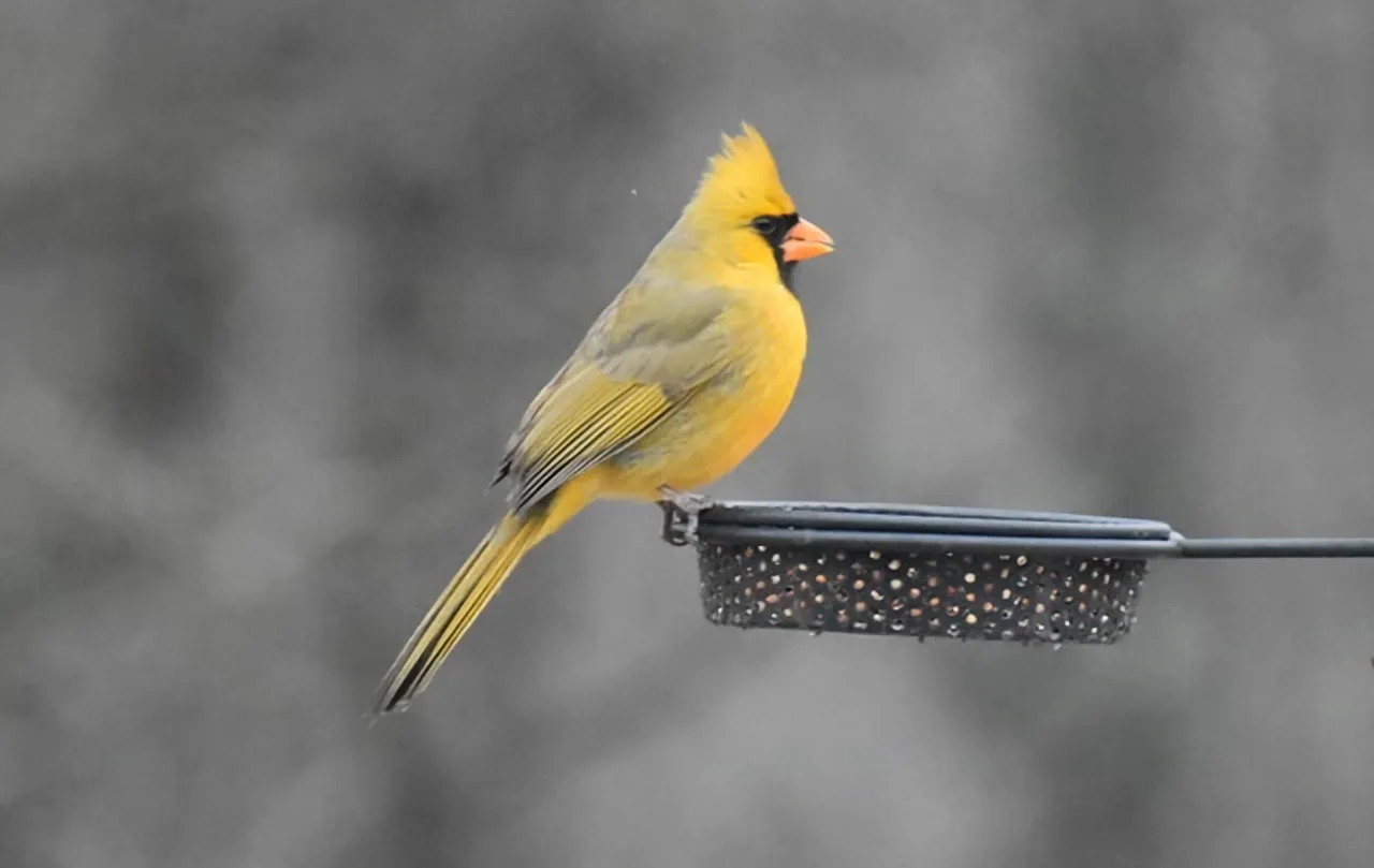 Reddick Yellow Cardinal