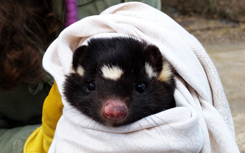 SpottedSkunkStudyBlog