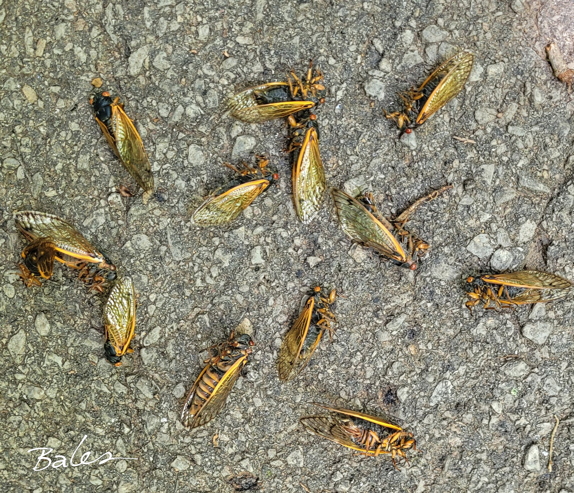 Bales Dead cicadas 2021