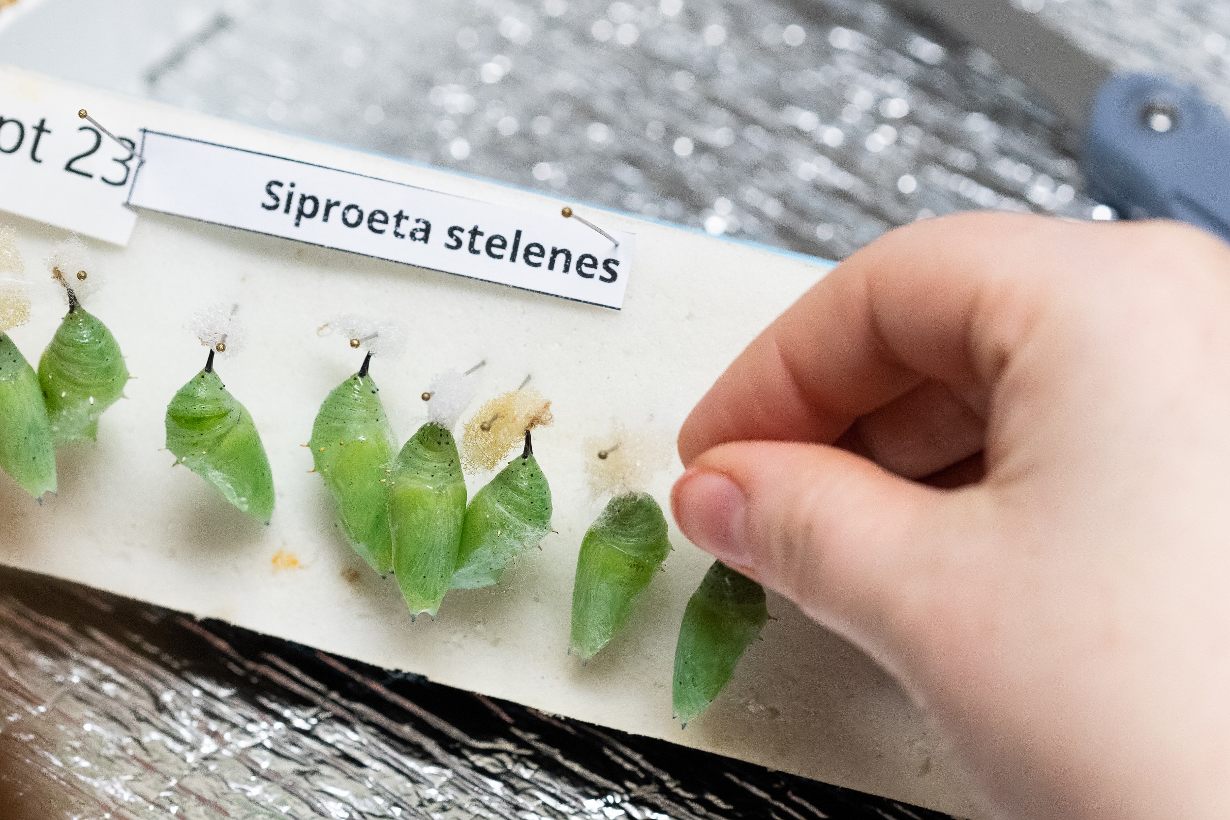 Entomologist Rose Segbers pins Blue Morpho butterfly pupae to a hanging tray, where they will hang until they emerge in a few weeks time.