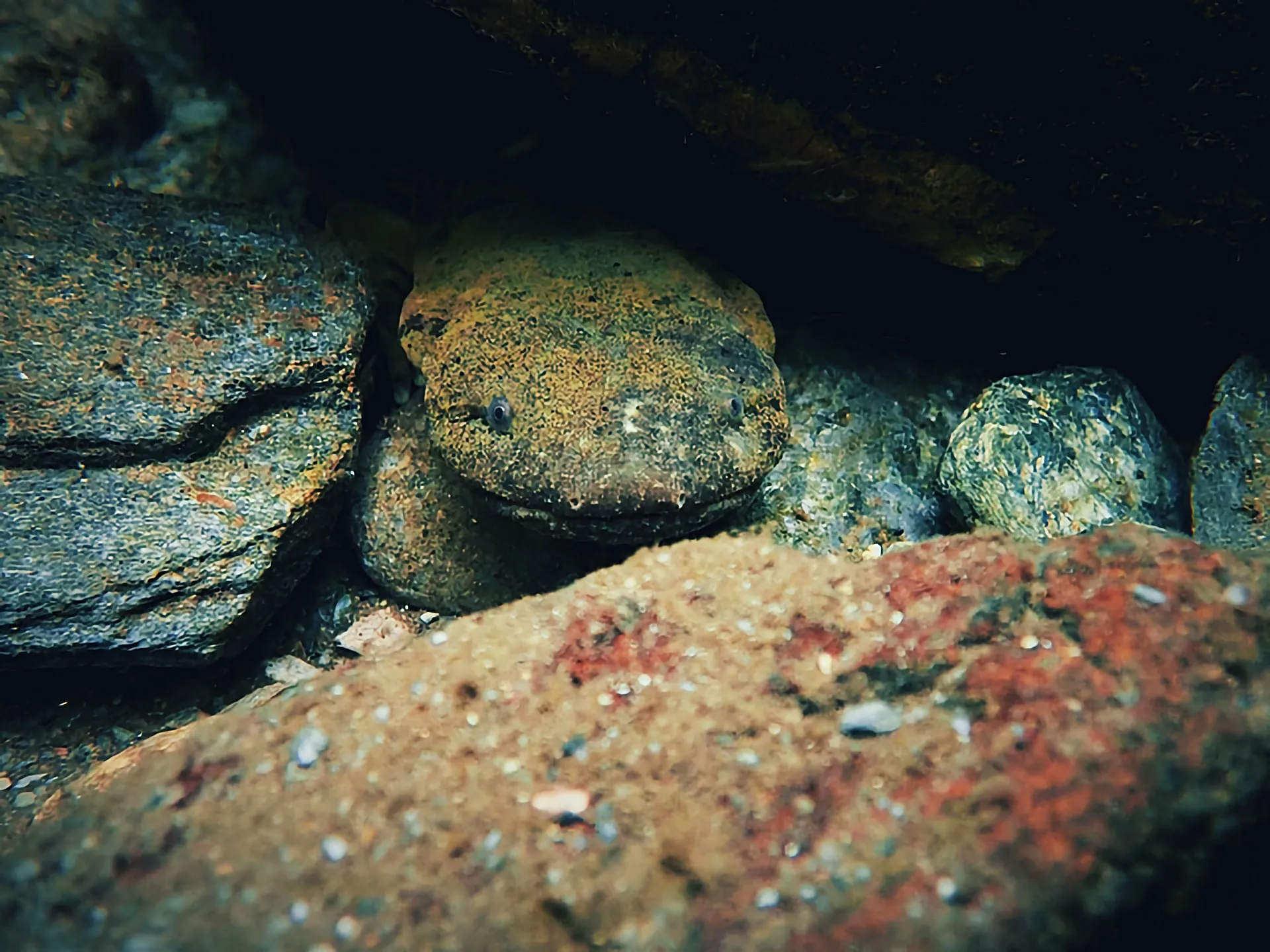 Hellbender hiding among rocks of a Smoky Mountains headwater stream, Tennessee